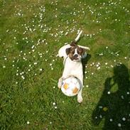 Amerikansk bulldog Neela min Baby*R.i.P