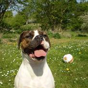 Amerikansk bulldog Neela min Baby*R.i.P