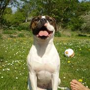 Amerikansk bulldog Neela min Baby*R.i.P