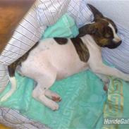 Amerikansk bulldog Neela min Baby*R.i.P