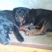 Rottweiler Emma