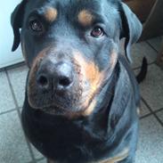 Rottweiler Emma