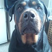 Rottweiler Emma