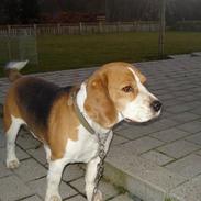 Beagle Monty