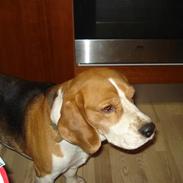 Beagle Monty