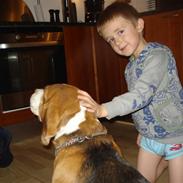 Beagle Monty