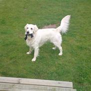 Golden retriever Balder