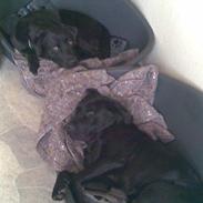 Labrador retriever Engbo's (Paw) Chester