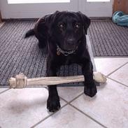 Labrador retriever Engbo's (Paw) Chester