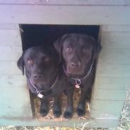 Labrador retriever Engbo's (Paw) Chester
