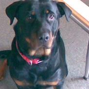 Rottweiler Bailey Hartman