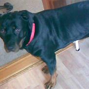 Rottweiler Bailey Hartman