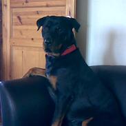 Rottweiler Bailey Hartman