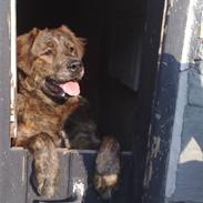 Blanding af racer Trunte