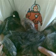 Blanding af racer Trunte