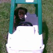 Blanding af racer Trunte