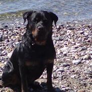 Rottweiler Cazzius