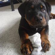 Rottweiler Cazzius