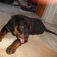 Rottweiler Cazzius