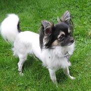 Chihuahua holger