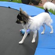 Chihuahua holger