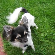 Chihuahua holger
