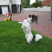 Chihuahua holger
