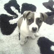 Jack russell terrier Kiwi