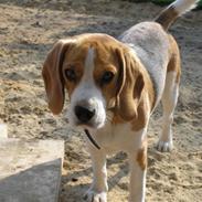 Beagle Trunte