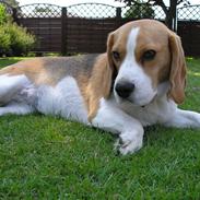 Beagle Trunte