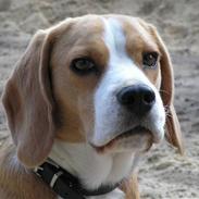 Beagle Trunte