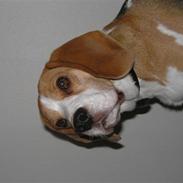 Beagle Trunte