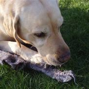 Labrador retriever Simba <3