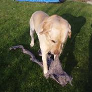 Labrador retriever Simba <3