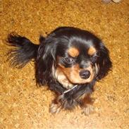 Cavalier king charles spaniel Fifis"Donna