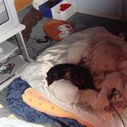 Cavalier king charles spaniel Fifis"Donna