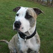 Amerikansk staffordshire terrier Rex..