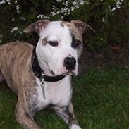 Amerikansk staffordshire terrier Rex..