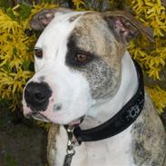 Amerikansk staffordshire terrier Rex..