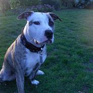 Amerikansk staffordshire terrier Rex..