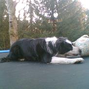 Border collie Coco E