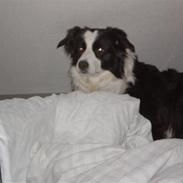 Border collie Coco E