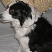 Border collie Coco E