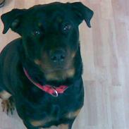 Rottweiler Bailey Hartman