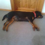 Rottweiler Bailey Hartman