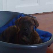 Blanding af racer gizmo