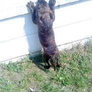 Blanding af racer gizmo