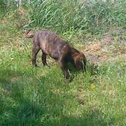 Blanding af racer gizmo