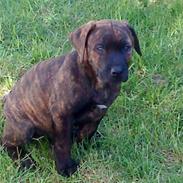 Blanding af racer gizmo