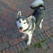 Alaskan malamute Cheza